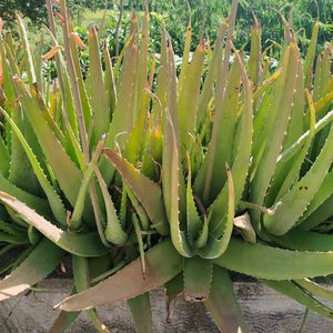Healthy Aloe Vera Plant