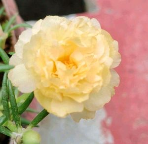 Table Rose