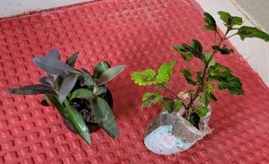 Set 4 Plectranthus Nitidus,Diffenchie,Purple Heart