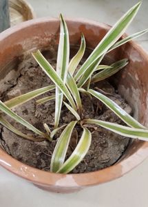 Spider Plant