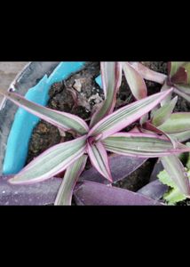 5 Rooted Plant
