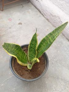 Snake Plant in Pot