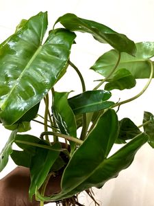 Philodendron Plants (2 )