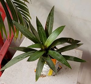 Moses in the Cradle Plants 🪴