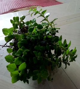 Pack 2 Pilea Depressa Plant 🌱
