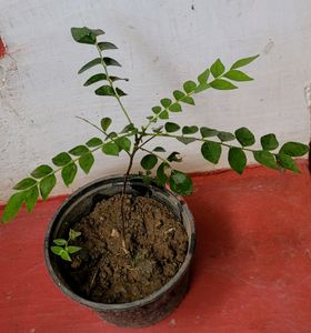 Curry Leaf 🍃 Plant 🪴&amp;pot