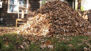 Dry Leaves