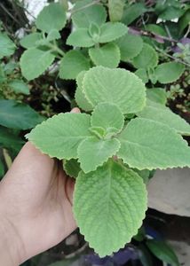 ajwain plant