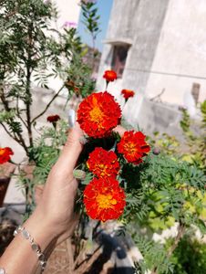 French marrygold plant seeds