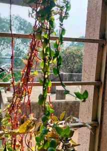 Trailing  Plant