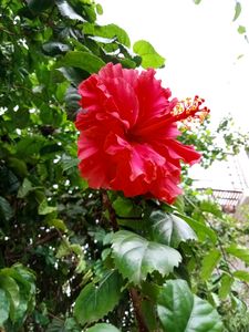 Gudhal Hibiscus Multilayer 🌺