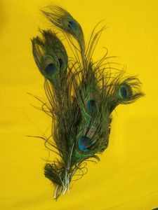 “Royal vibes with elegant peacock feathers 💚💙✨”