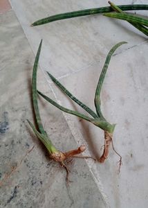 Senseveria