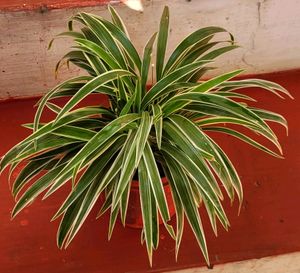 🌱chlorophytum laxum Plant🪴&amp;pot