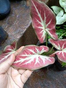 Thai Caladium And Mix Varieties Of Plants