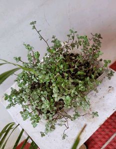 Beautiful Turtle Vine Plant🌵& Pot