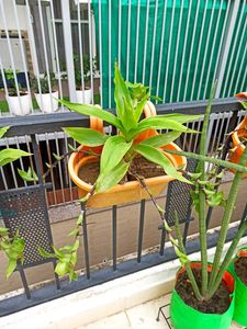 Basket Plant Live