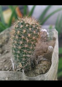 Expensive Cactus Plant