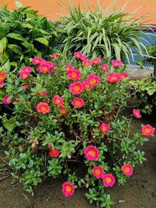 Combo Of Portulaca