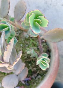 Laxiflora Kalanchoe Live Plant
