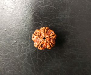 Original Nepali Five Faced / 5 Mukhi Rudraksha Bea