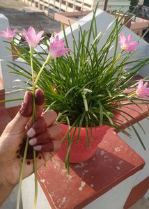 rain Lilly