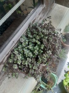 Real Rooted Purple Green Trailing Potted Plant