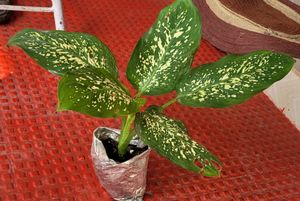 Pack 2 Dieffenbachia Seguine &amp; Ctenanthe pilosa Pl