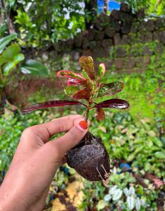 Croton Plant
