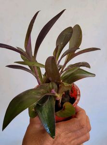 Pack 2 Dracaena Mahatma &amp; Heart Purple Plants&amp; Pot