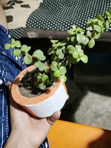 Jade Plant With Pot