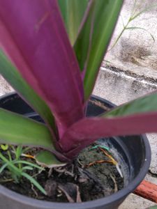 rheo plant 🌱