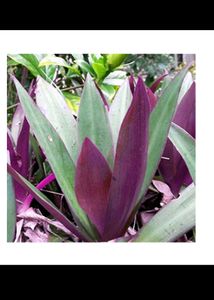2 Rhoheo Plant