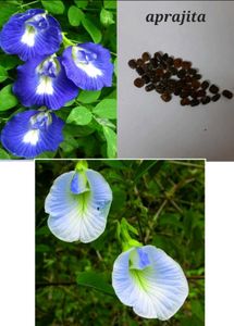 Big Bundle Of Plants And Seeds