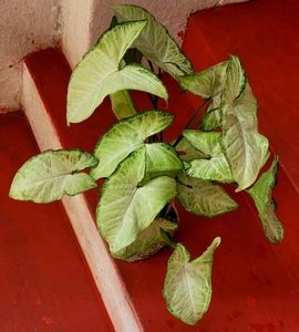 2 Combo arrowhead Plants 🌱