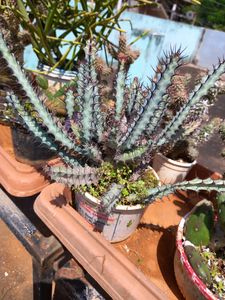 Unique Spiky Succulent Plant bareroot