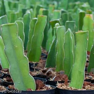 Dragon Fruit Live PLANT