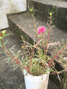 Vibrant Pink Purslane Plant