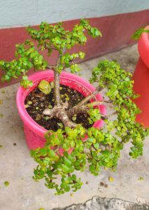 Healthy Jade Plant Bonsai
