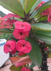 Assorted Live Plants for Home Decor