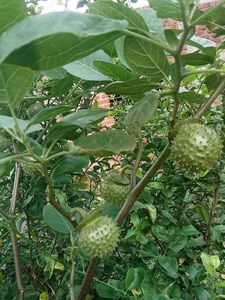 Dhatura Plant Seeds