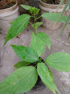 Chilli Hibiscus red
