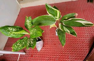 Pack 2 Dieffenbachia Seguine &amp; nevernever plant,