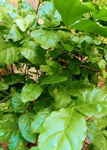 1Mogra, 2 Juhi, 3 Red Flower Vine Cuttings