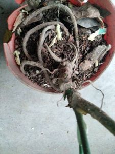 Assorted Potted Plants Bundle