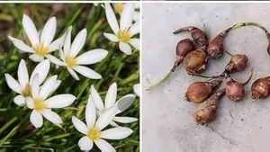 White Rain Lily Bulbs
