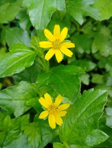 Wedelia plant Bright Yellow Flowers