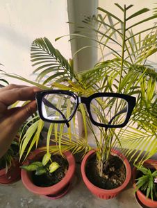 Stylish Black Frame Eyeglasses