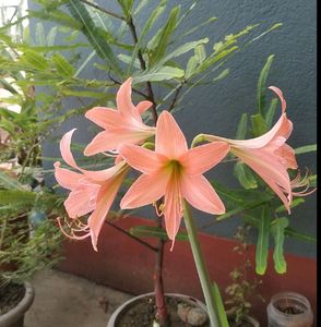 Combo Of 4 Plants