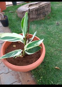 Plants